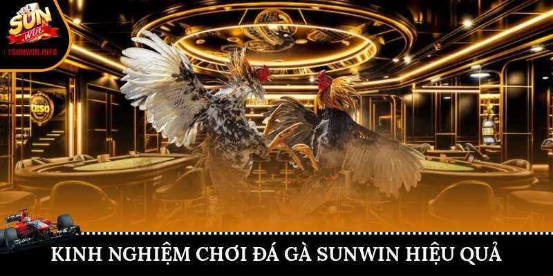 Kinh nghiệm chơi đá gà Sunwin hiệu quả